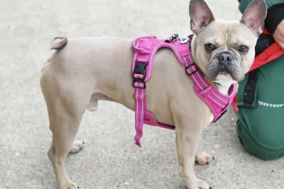 Gibt es ein Happy End für Eddy aus dem Berliner Tierheim?