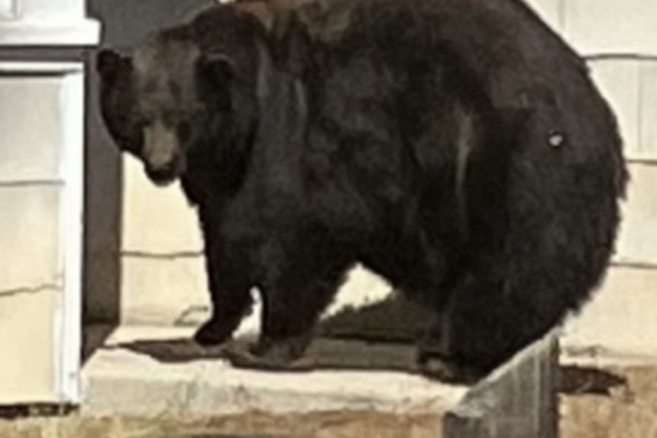 Hank the Tank: Bear burglar who broke into dozens of Californian homes finally caught!