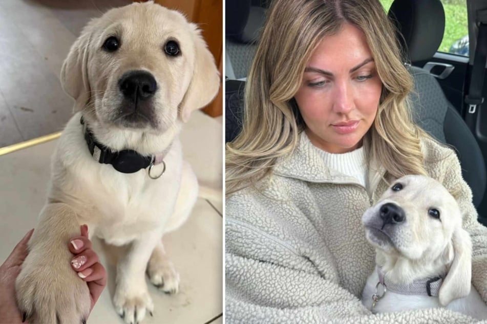 Rachel Kew feared that her dog would go wild if left home alone. What she actually saw when she checked the footage from her pet camera, however, broke her heart.