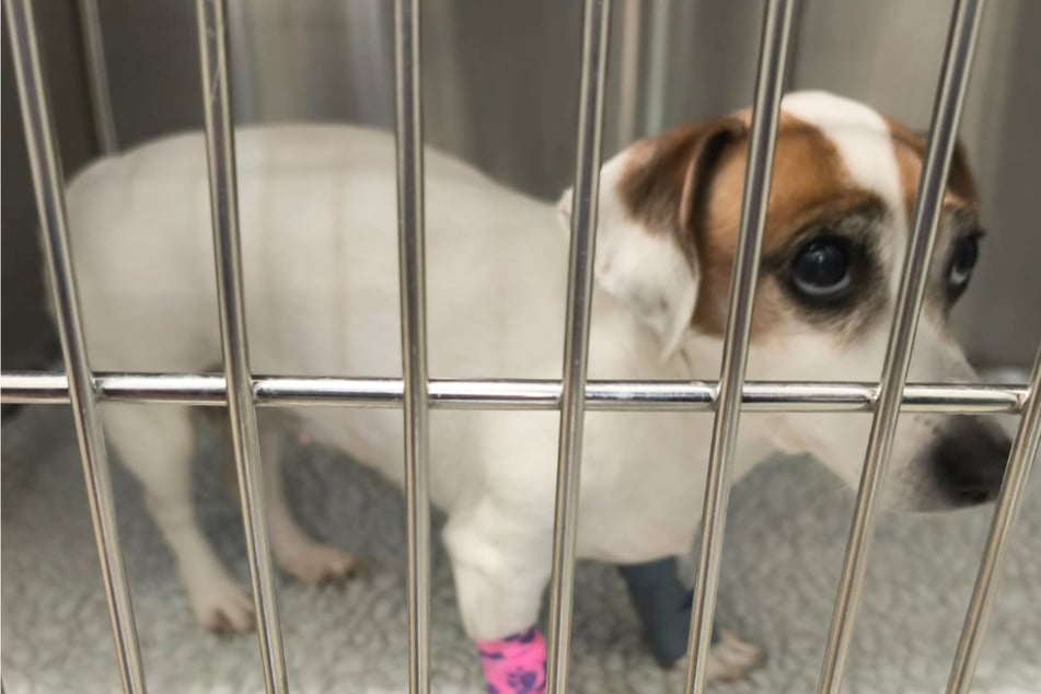 Stella kämpft um ihr Leben. Was der Kleinen fehlt, ist noch nicht klar, ihr Zustand ist allerdings lebensbedrohlich.