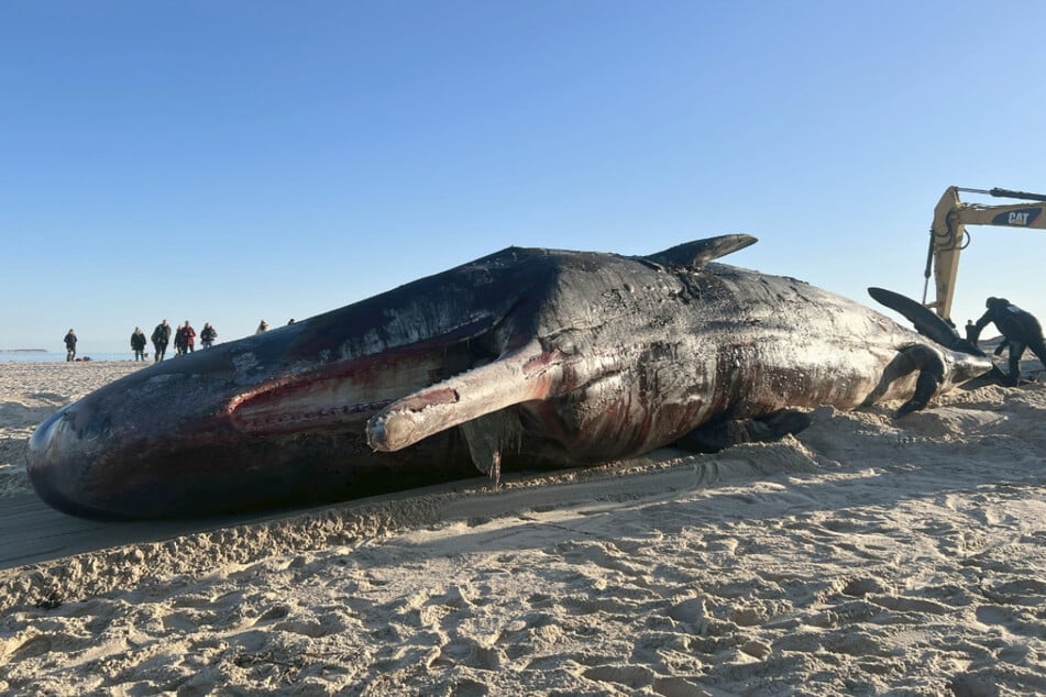 Mitarbeiter einer Fachfirma zogen den 14,3 Meter langen Kadaver auf den Strand. Dabei kam auch ein Bagger zum Einsatz.