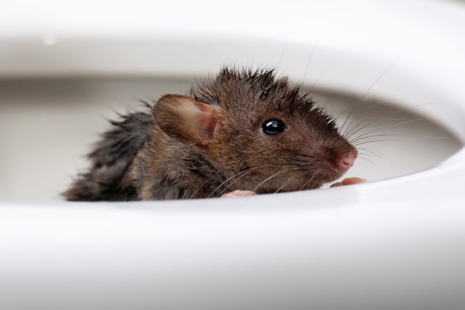 Im Hotelzimmer sollen Ratten im Klo gebadet haben. (Symbolbild)