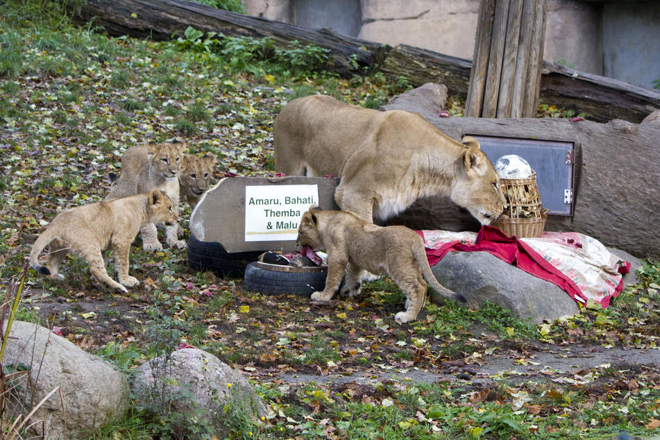 Am Montag gab es im Leipziger Zoo eine Löwentaufe.