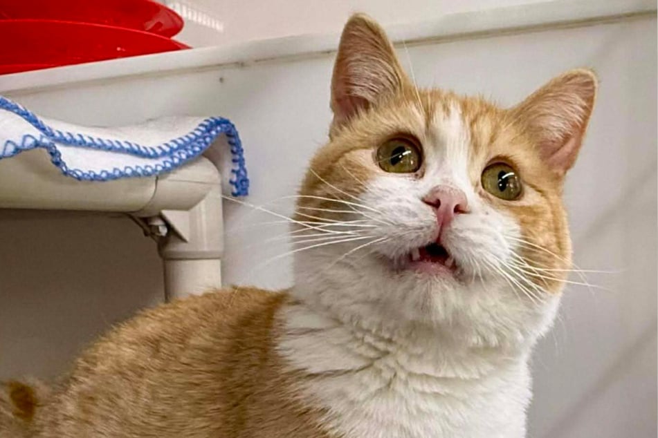 Das unbeholfen, tollpatschige Aussehen sorgt auch im Netz für Aufsehen.