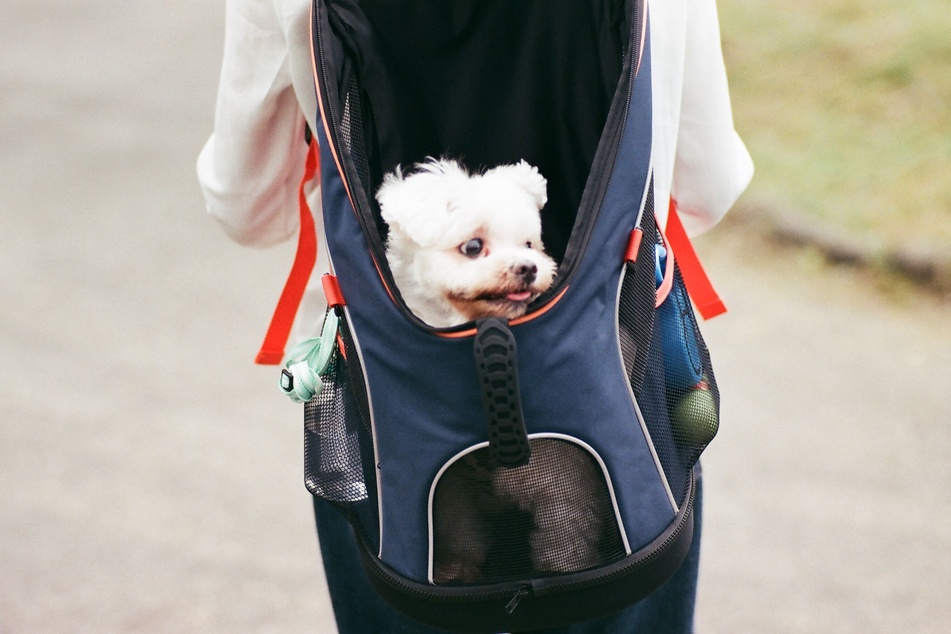 Dein Hund ist müde vom Laufen? Ein Hunderucksack ist die perfekte Lösung!