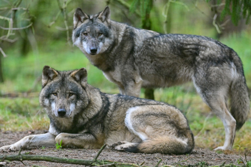Brandenburg ist ein beliebtes Revier für Wolfsrudel.