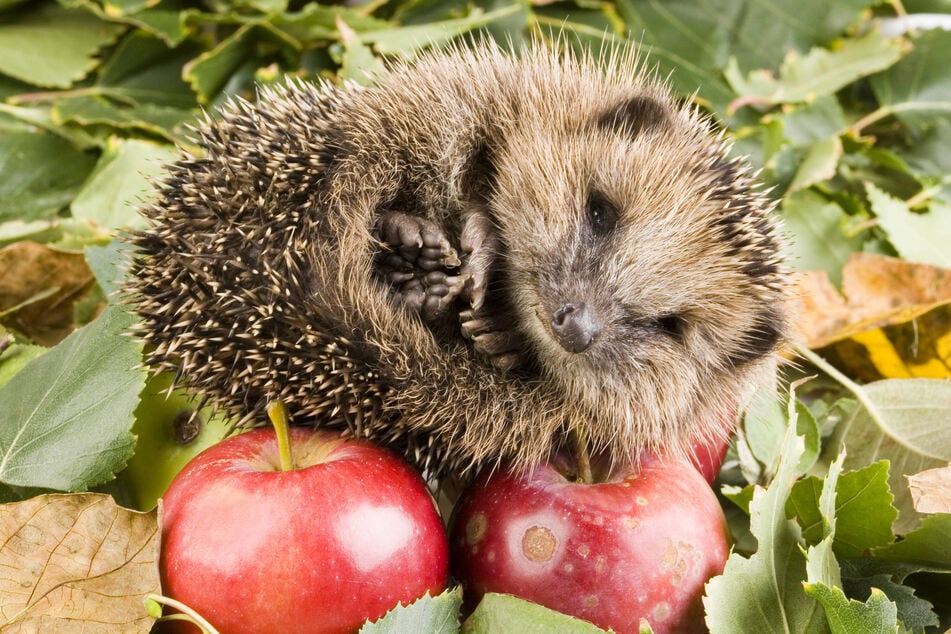 Was tun, wenn man einen kleinen Igel im Garten oder beim Spazieren entdeckt?