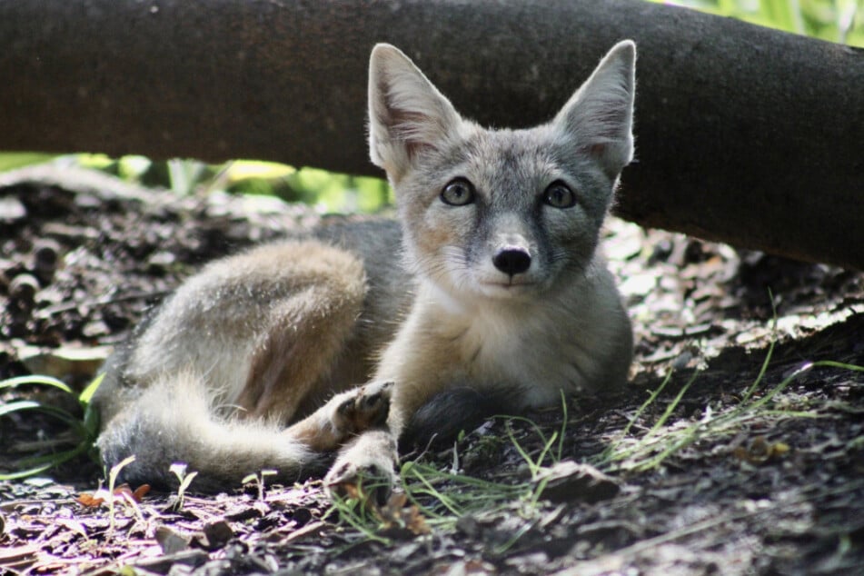 Da fragen die Tierpark-Bewohner: "Gibt es für uns auch Geschenke?"