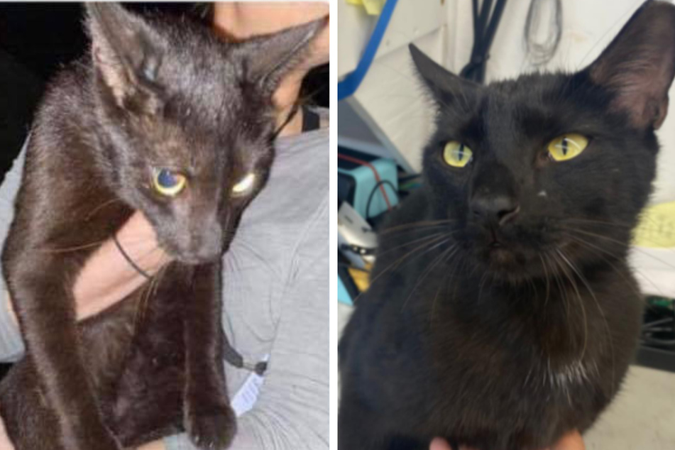 Binx the cat was found in the Surfside rubble by rescue workers.