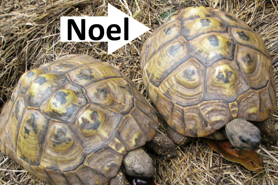 Das Foto zeigt rechts die verschwundene Schildkröte namens Noel.