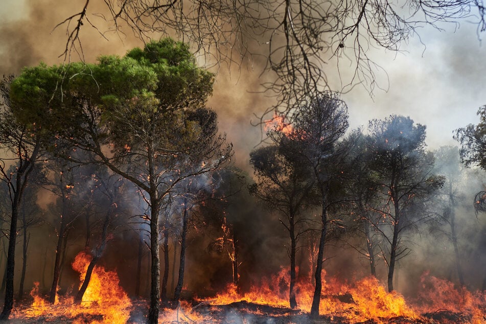 Ein verheerender Waldbrand in Andalusien kostete mindestens zwölf Menschen das Leben.