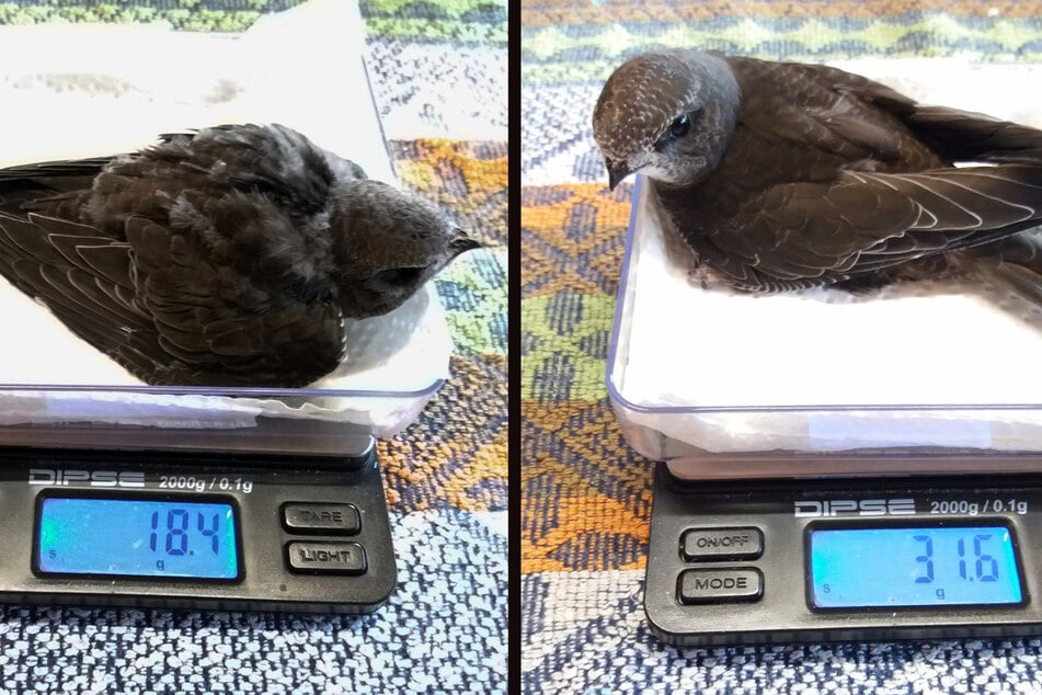 Die Vogelbabies konnten zwar gerettet werden, jedoch überlebte nur eines der Geschwister.