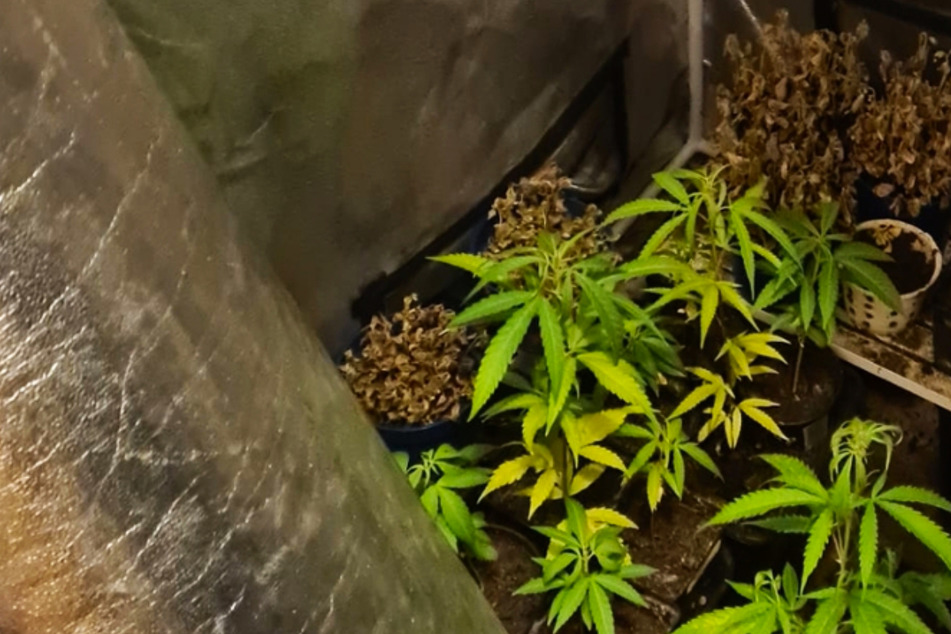 Cannabis-Anbau in Crimmitschau entdeckt: Ermittlungen gegen 38-Jährigen