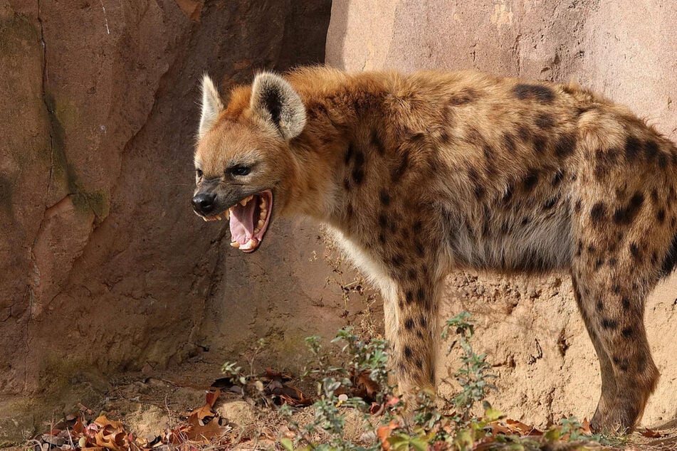 Die Hyänen im Leipziger Zoo bekommen einfach keinen Nachwuchs. Liegt es an Toki? (Archivfoto)