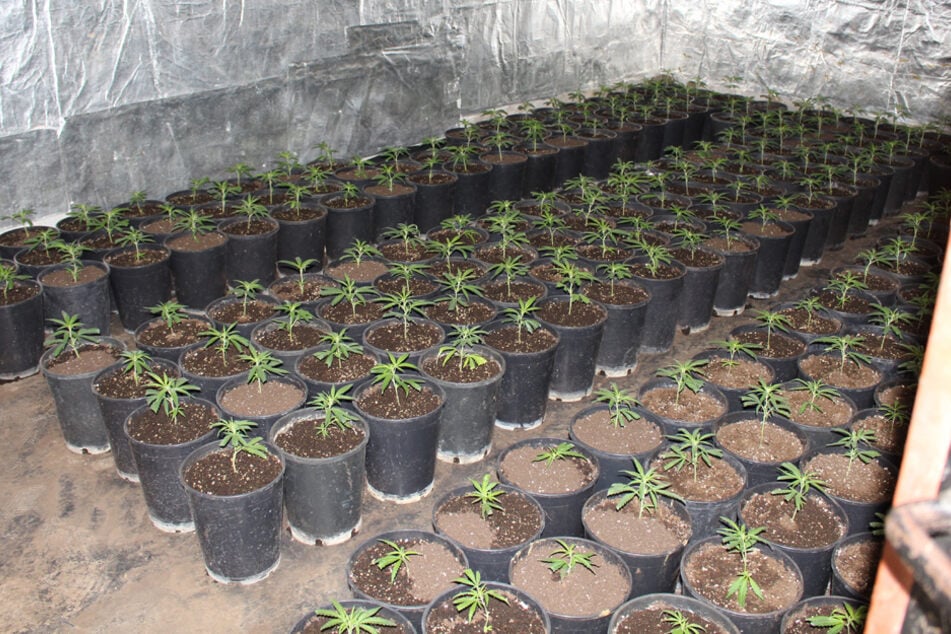 Mehr als 700 Cannabispflanzen wurden im Keller des Anwesens gezüchtet.