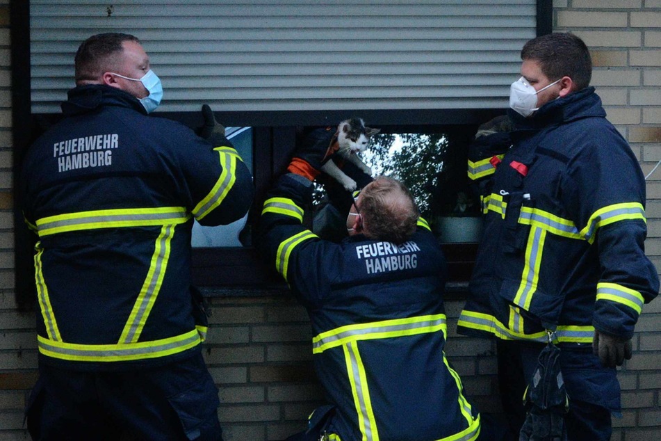 Die Feuerwehrleute retteten die Katze aus ihrer misslichen Lage.