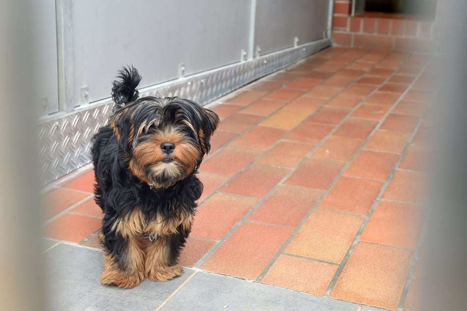 Der kleine "Chazzy" ist ein ausgesprochen fröhlicher Hund, wenn er doch nur ein neues Herrchen oder Frauchen hätte.