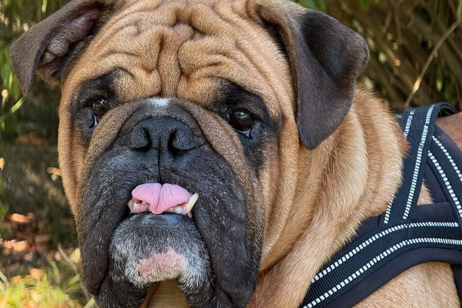 So niedlich wie zerknautscht: Hugo (5) ist ein ganz Lieber.