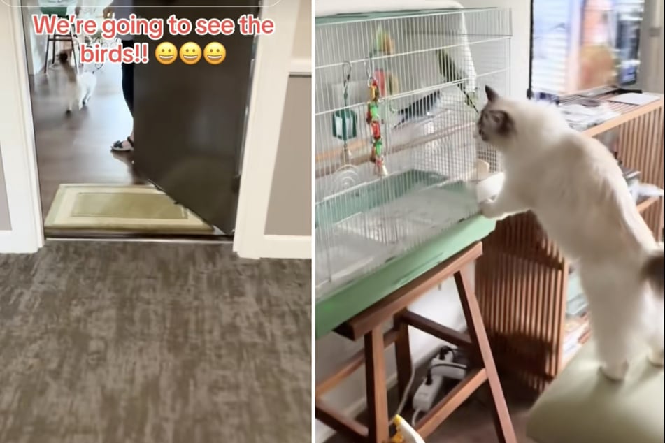 In der Wohnung der Nachbarin stürmt die Katze stets sofort zum Käfig der Wellensittiche.