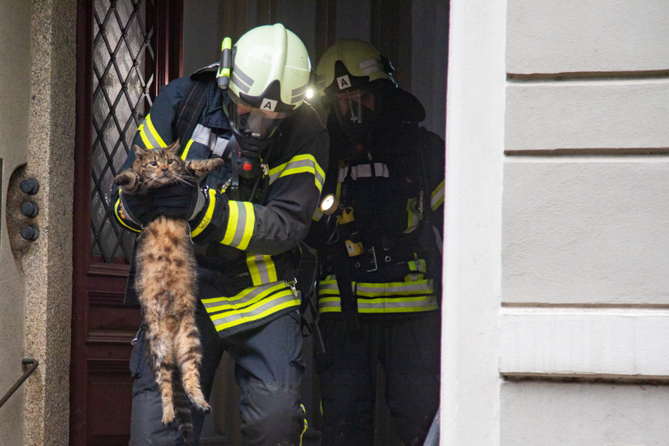 Einsatzkräfte der Feuerwehr brachten die Kätzchen in Sicherheit.