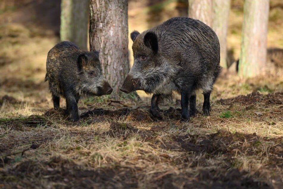 Bei Wildschweinfleisch wurde der Grenzwert bereits überschritten. (Symbolfoto)