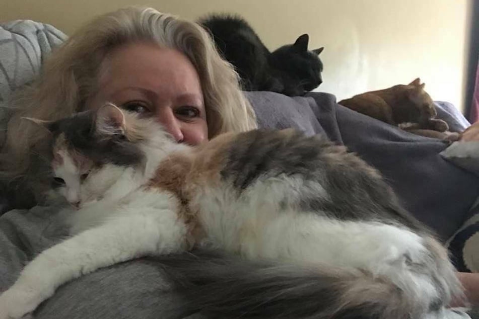 Miau! So lebt es sich mit 19 Katzen