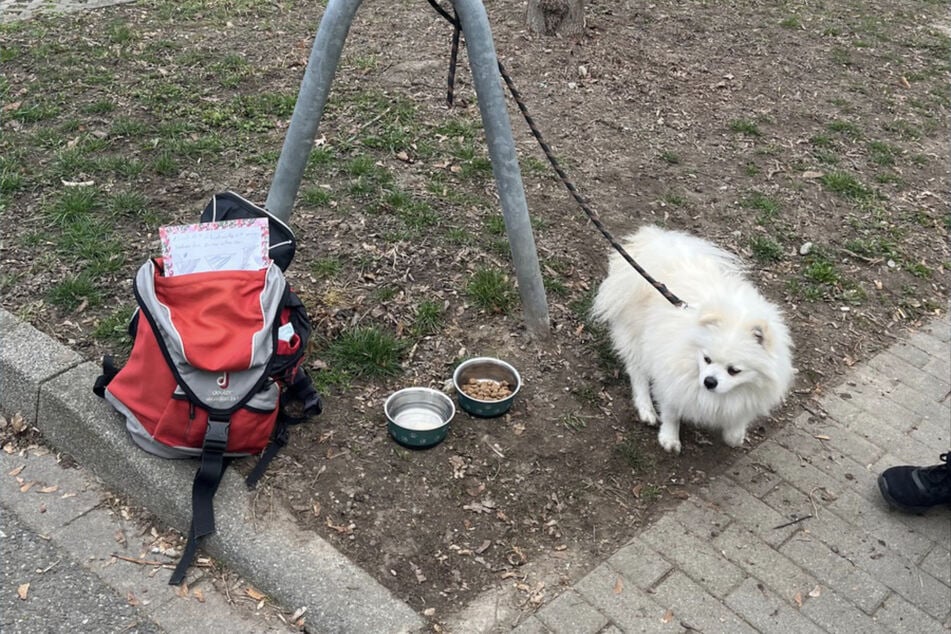 Der kleine Hund wurde am Straßenrand festgebunden.