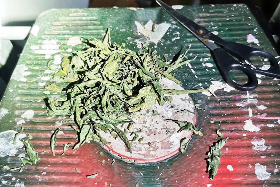 Unter anderem Cannabis soll der Mann vor der Autofahrt konsumiert haben. Diese zerstückelte Pflanze fanden Polizisten bei ihm zu Hause.
