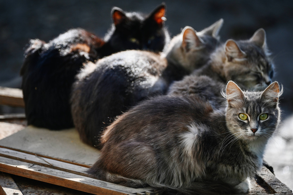 There are many cat breeds in the world, some more popular than others.