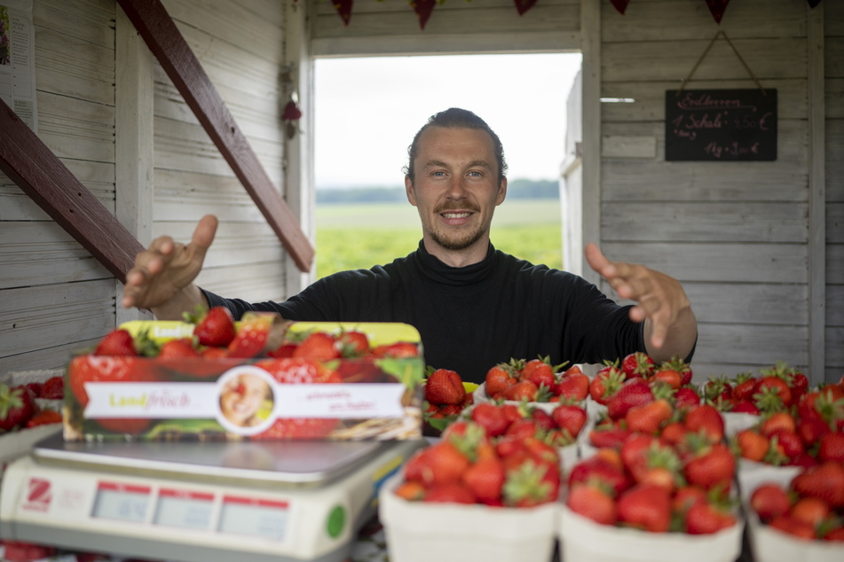Bei Florian Hammer (33) in Lichtenau gibt es frisch gepflückte Erdbeeren vom Feld nebenan.