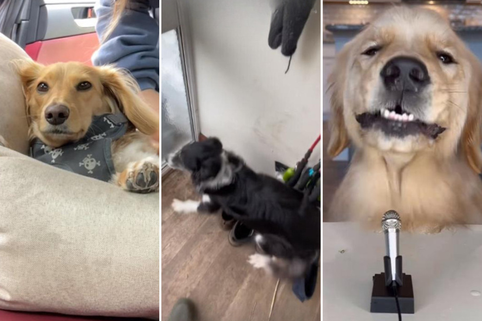 These adorable dogs on TikTok have made millions of viewers laugh at their entertaining and hilarious activities.