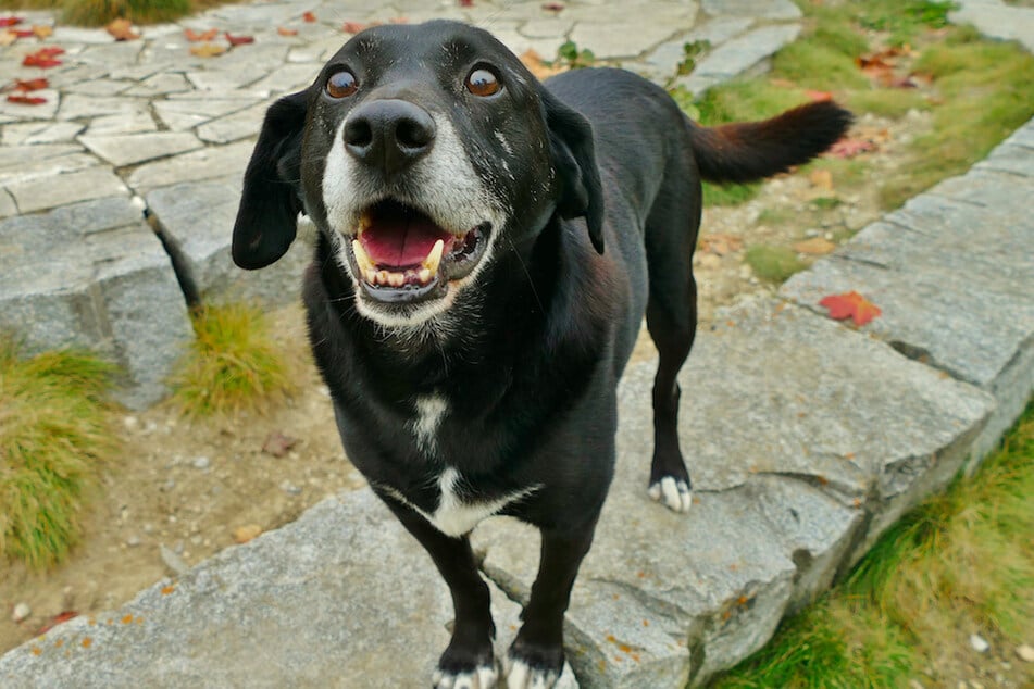 Ringo stammt aus Kroatien und ein sehr freundlicher und aufgeschlossener Hund.