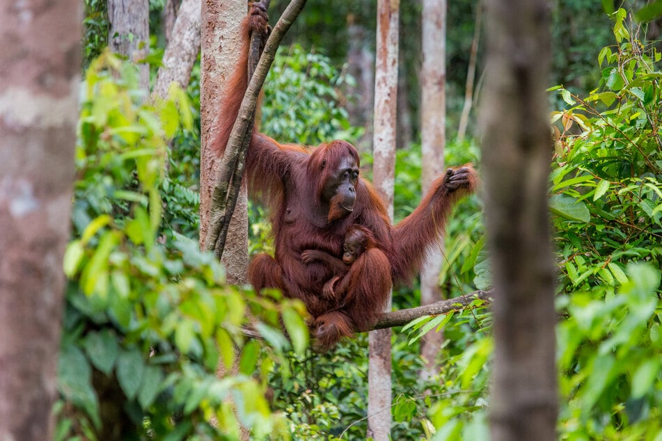 Borneo ist einer der letzten Lebensräume des Orang-Utans.