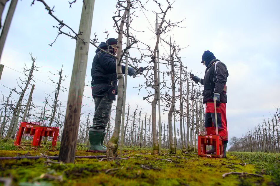 In dem Börde-Dorf dreht sich alles um Bewegung - auch bei den Obstbaumplantagen.
