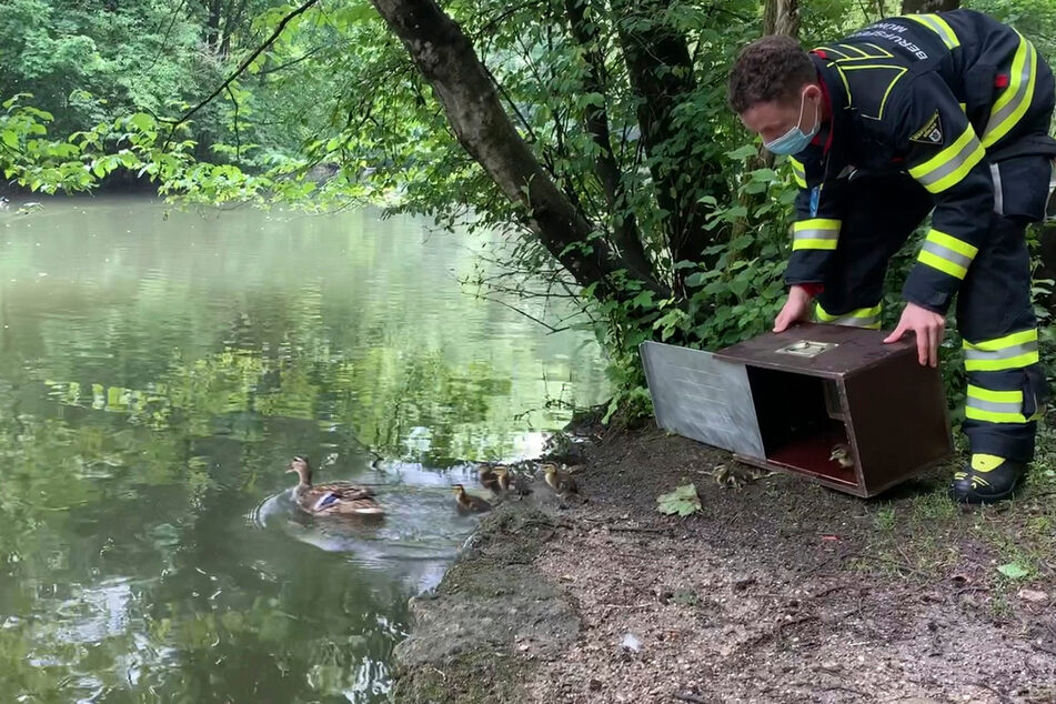 Die Feuerwehr ließ die Entenfamilie in den Isarauen frei.