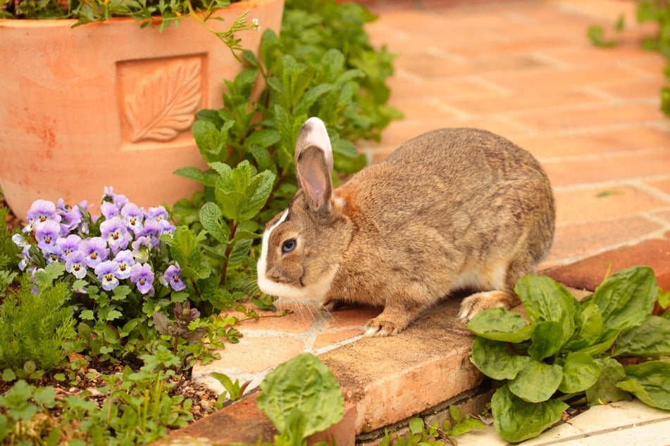 Frei laufende Karnickel sollten nicht an giftige Blumen, Kräuter und sonstige Pflanzen gelangen.