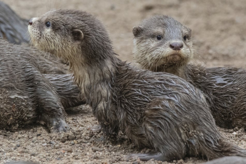 Nachwuchs im Tierpark Hagenbeck: Otter-Babys ärgern Orang-Utans