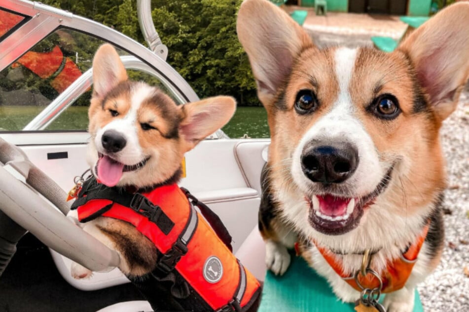 Da schmelzen die Hundeliebhaber nur so dahin: der Corgi Ziggy zeigt sich als Captain in einem Boot (links).