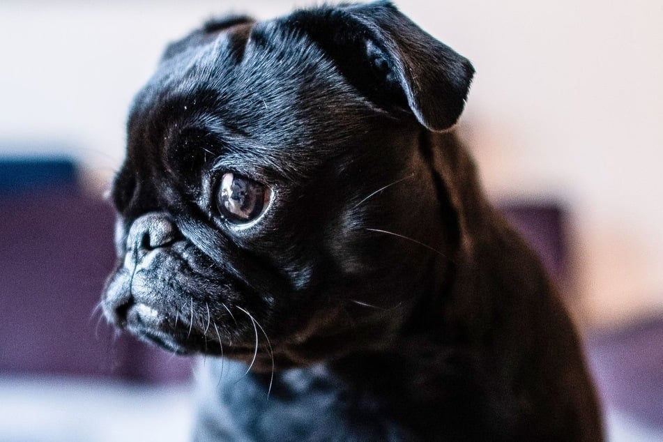 Wie der Mops auf die Autobahn kam, ist unklar. Er wurde seinem Besitzer übergeben. (Symbolfoto)