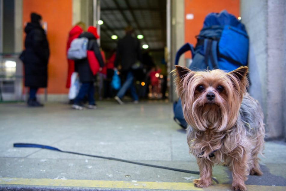 Der Hund einer Geflüchteten wartet am Münchner Hauptbahnhof. In Notunterkünften werden Haustiere meist nur geduldet.