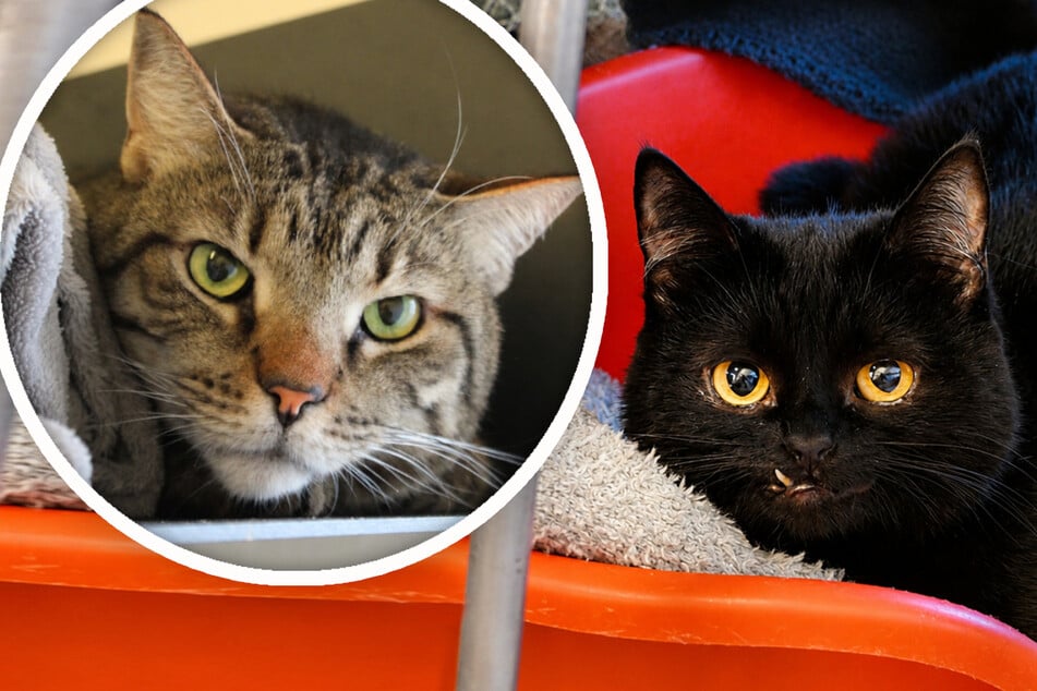 Katzen-Paar verliert Besitzer: Was wird nun aus Fritz und Frida?