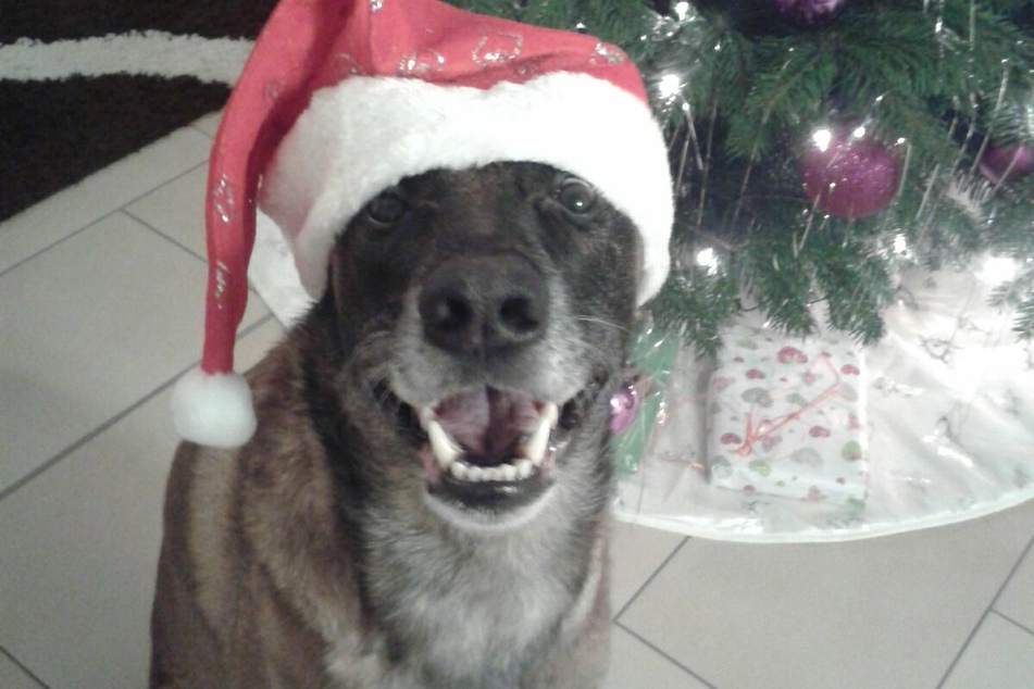 Weihnachten 2016 für Diensthund Ivo: Wenige Tage vorher wurde er von einem Kriminellen mit einer Holzlatte verprügelt.