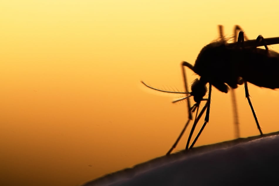 Ausbreitung exotischer Arten: Virologe fordert flächendeckende Mückenbekämpfung in Deutschland