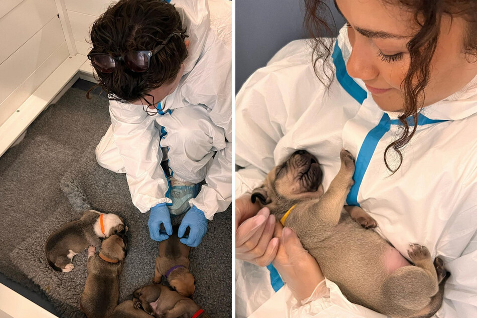 Zendaya and Tom Holland cuddled up with some newborn puppies at Battersea Dogs &amp; Cats Home in London.