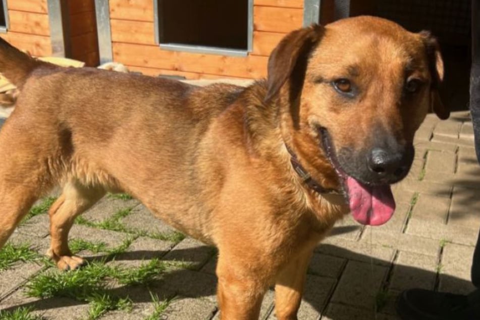 Das Tierheim Köln-Dellbrück ist auf der Suche nach einem passenden Zuhause für Hund Nico.