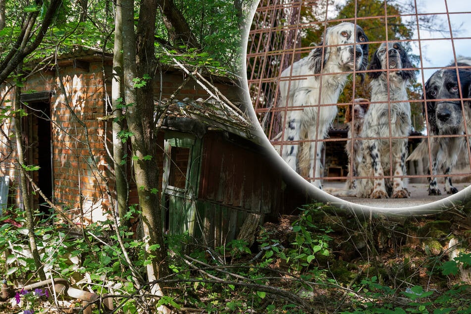 Von Mutter vernachlässigt: Junge wächst bei Hunden auf und kann nur bellen