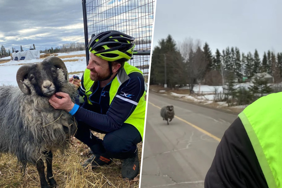 After a long chase, Keith Ailey and Ozzy the ram were finally able to make friends!