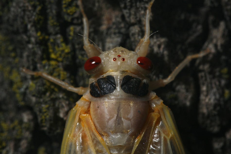 "Cicada-geddon" will welcome the emergence of Brood XIX and Brood XIII.