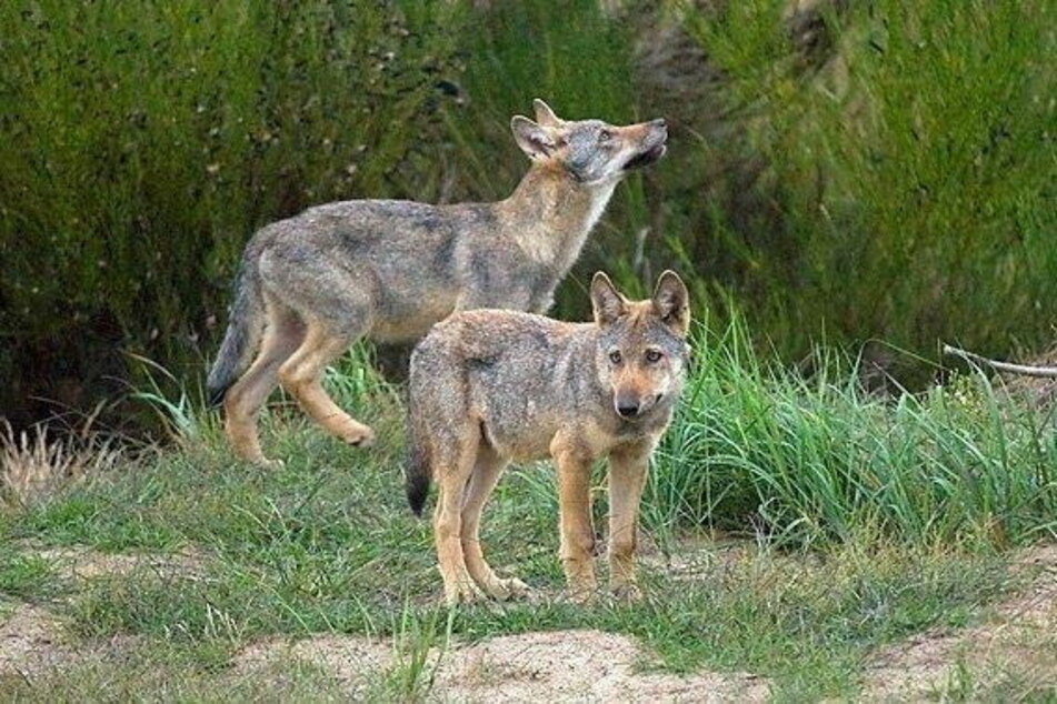 In Sachsen sind Wölfe mittlerweile heimisch geworden.