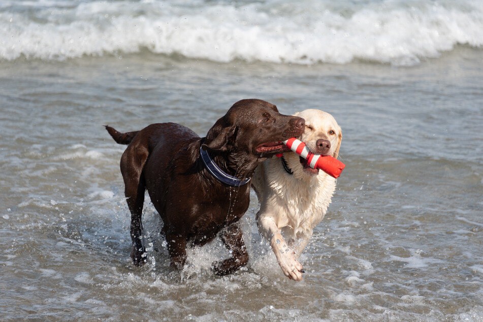 Eine Studie zeigt, dass Hunde in Hamburg besonders glücklich sind. (Symbolfoto)